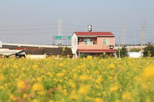 最後的油菜花田