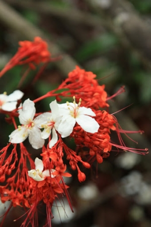 挑水古道~桐花習拍