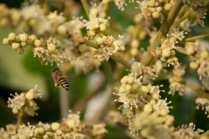 其實美麗的花不只櫻花