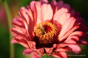 花田喜事-彩虹橋頭