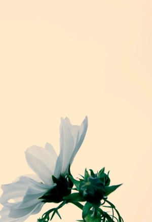 我種的波斯菊開了欸!!!