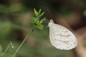 蛙 蝶&nbsp;&nbsp;南極熊的生態記54