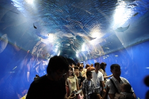 大阪-海游館