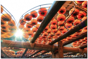 終於等到‧新埔日光