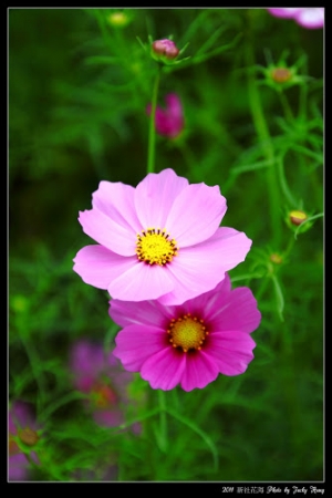 2011 新社花海...新手拍拍請多指教!