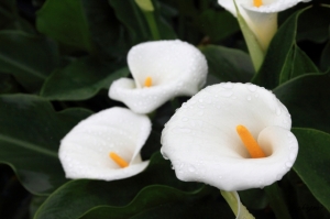 細雨飄飄竹子湖--海芋