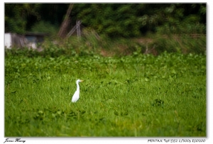 六百反界。20090628大安森林公園