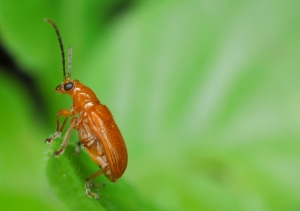 第一个DIY柔光罩