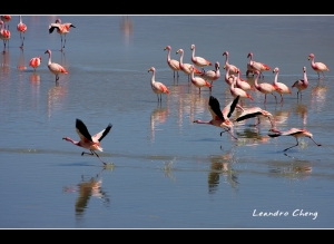 玻利維亞探險記 - 02 高原上的紅鶴