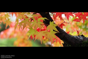 [分享] 平安京御花園 - 雨中的相思神泉苑 -