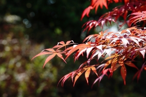 春夏之交 by riken   (泡茶聊天了)