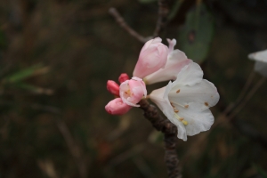 南湖大山賞杜鵑