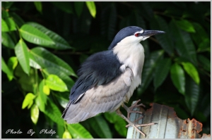 鐵皮屋上的兩隻呆鳥