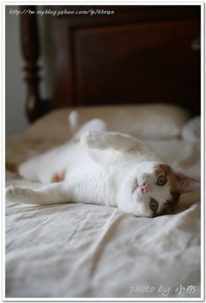 小賢家的貓咪功夫趴~~