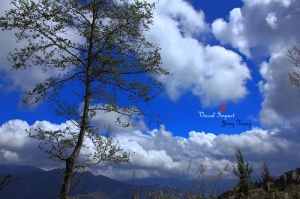 0320 桃花 IN 梅峰 by Jerry