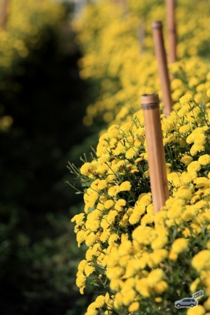 苗栗爆肝行...之杭菊篇....