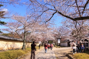 日本京阪賞櫻之旅~醍醐寺