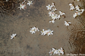 雨．油桐花