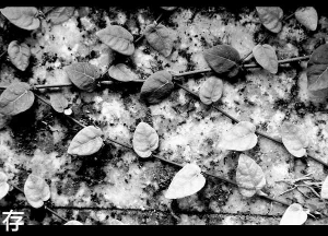 『明池之旅』 by 存摺