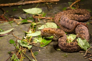 蛇蛇蛇-台灣三龜