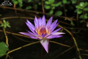 2012.11.02 焦段270mm下的畫面