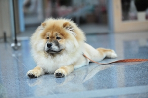 100/07/17 台北世貿寵物展