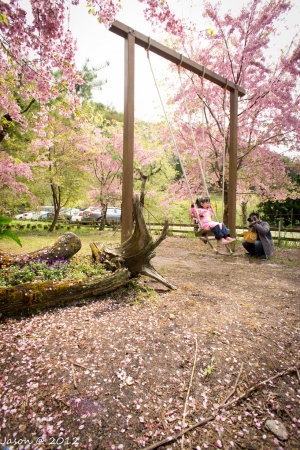 那一年, 我在恩愛農場賞櫻花... by Sony NEX-3
