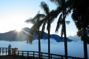 第一道曙光~~~茶改場