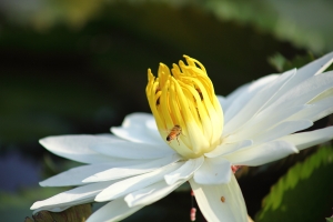 被人完全看扁的組合 EF 75-300mm USM + kendo 2x