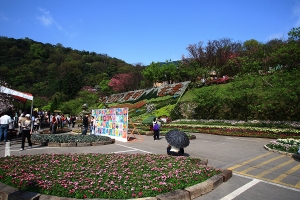 陽明山花季-櫻花開滿多的