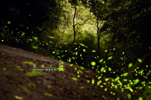 春之螢舞者~火金姑~