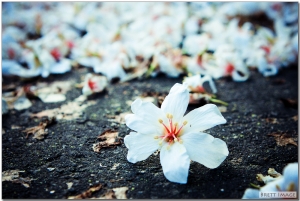 原來拍桐花是要被蚊子叮的....