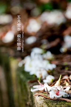 2010 桐花季．台北新店