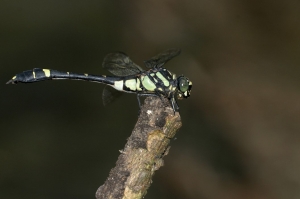 異紋春蜓 Gomphidia kruegeri fukienensis Chao, 1955