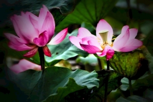 台北市植物園賞荷