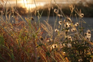 口湖海邊夕陽分享