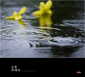 ~這雨.黃金雨~