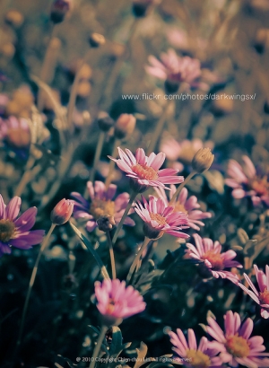 創作【花】(一張流)