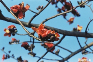 木棉花