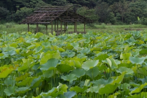 忙裡偷閒探雨荷