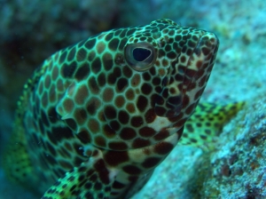 來去潛水喔！綠島魚真多