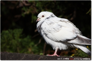 sigma18-250無敵近打鳥挫賽by雙胞胎爸爸