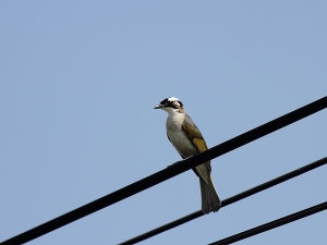 啼明鳥──白頭翁　［密佛格］