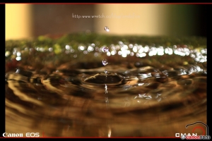 11/16 台北奧萬大 綠楓