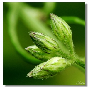 [Focus stacking] part18
