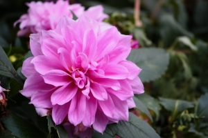 新竹十八尖山花季剪影