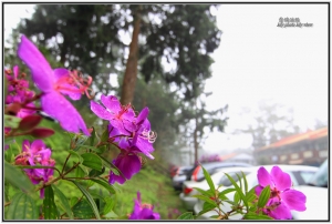 102.10.20 霧鎖溪頭