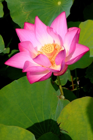 小品~~荷花