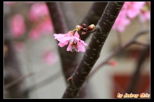 午休外拍有益身心 -大家來找「蜂」