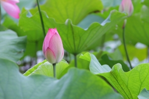 初夏 「荷」妳一生